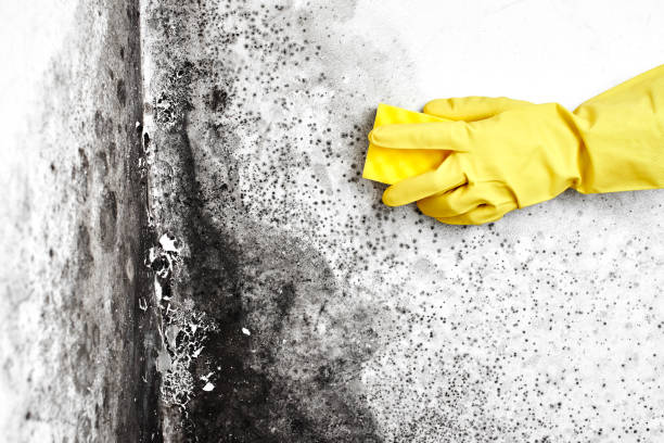 Best Professional Mold Removal  in Commack, NY