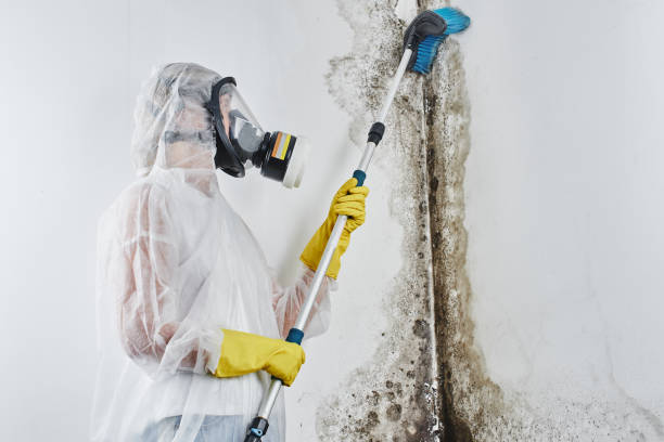 Best Certified Mold Removal  in Commack, NY