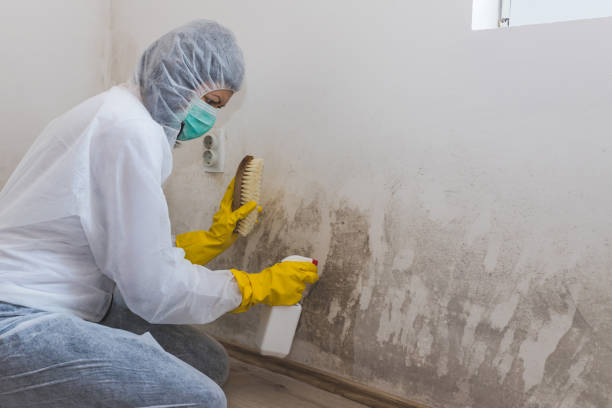 Best Mold Remediation  in Commack, NY