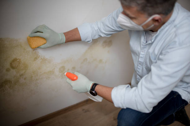 Best Crawl Space Mold Removal  in Commack, NY