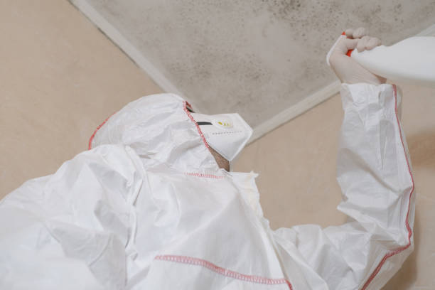 Best Mold Remediation  in Commack, NY
