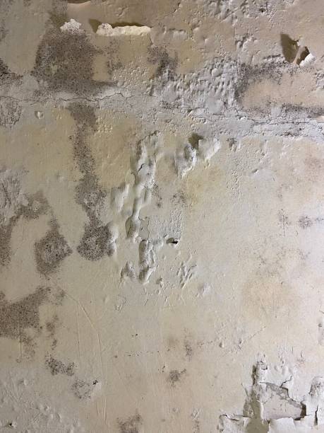Best Fast Mold Removal  in Commack, NY