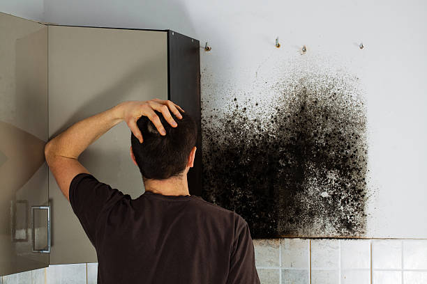 Best Mold Cleaning Services  in Commack, NY